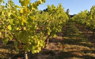 DOMAINE DU CLOS DES MAILLES