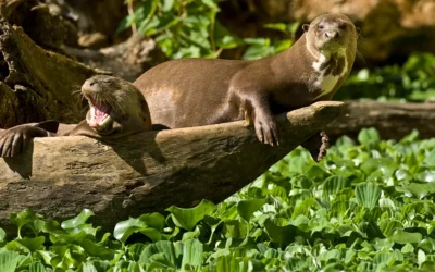 Le Bioparc