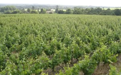 DOMAINE DE LA PLEIADE