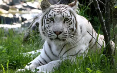Une saison au zoo de la Flèche