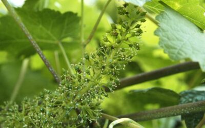 SENTIER DINTERPRÉTATION DU VIGNOBLE DE L’AUBANCE : LA VIGNE AU FIL DU TEMPS