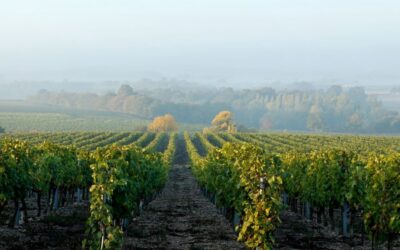 SENTIER D’INTERPRÉTATION DU VIGNOBLE DE L’AUBANCE : VIGNOBLE ET GÉOLOGIE