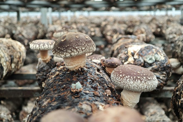 musée champignons