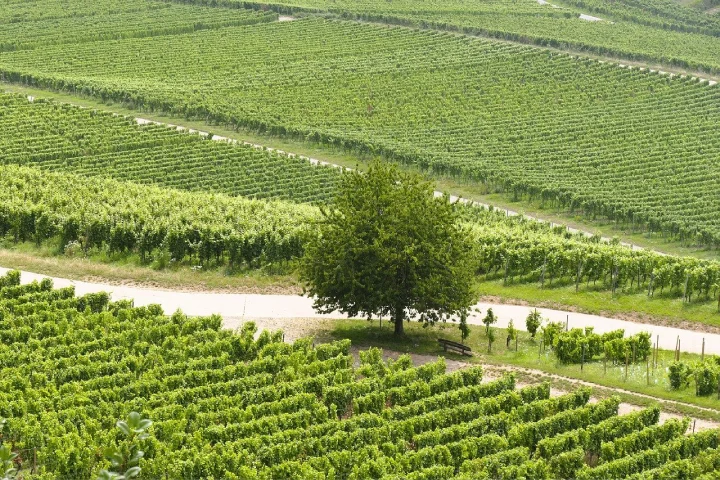 vignoble Anjou-Saumur